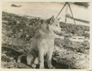 Image: Eskimo [Inuit] dog, Grant, born in Labrador